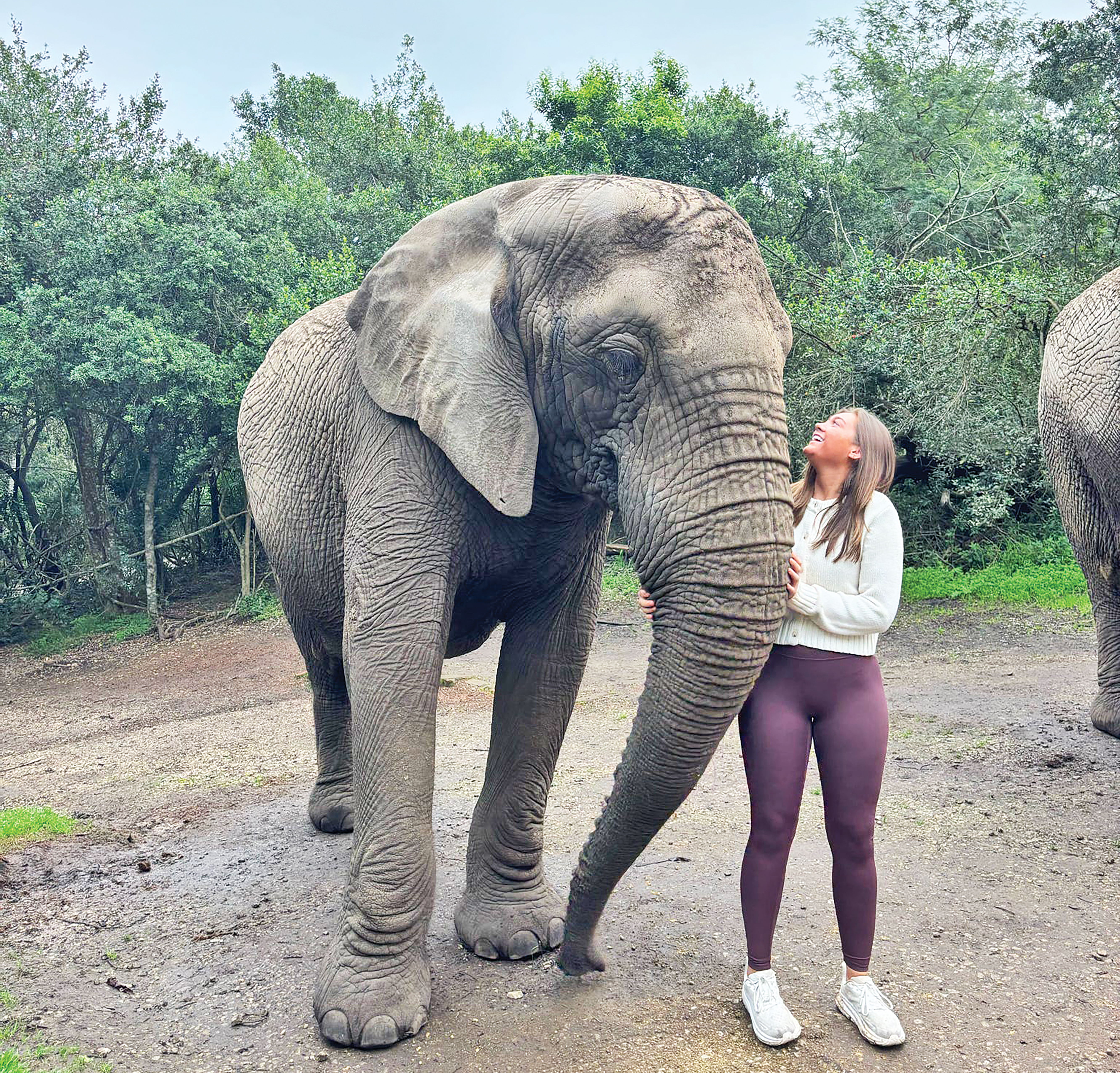 Morgan Humphrey interacts with an elephant during the safari portion of her trip to Africa this summer.