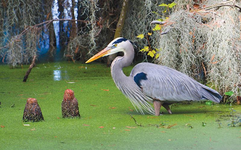 Great Blue Heron in the Okefenokee by Wayne Morgan is on display in the Governor’s Office.