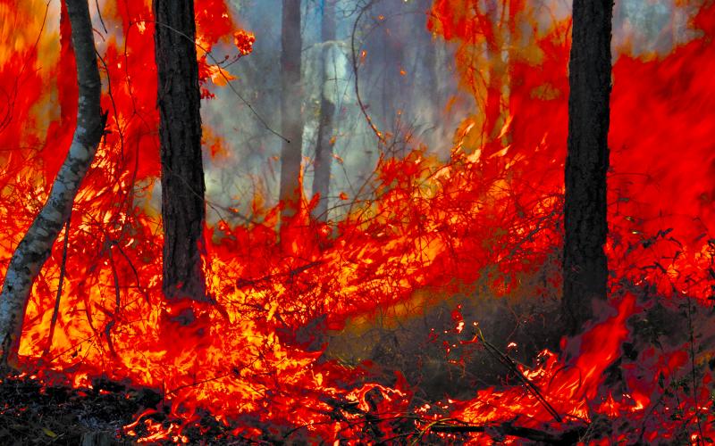 Intense flames are blazing in the wildfire in the Brantley County Highway 82 Fire just south of the Wayne County line near Waynesville. Photo by Wayne Morgan
