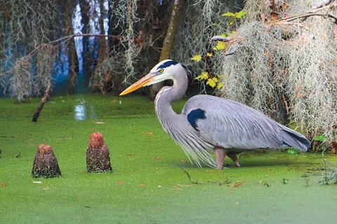 Great Blue Heron in the Okefenokee by Wayne Morgan is on display in the Governor’s Office.