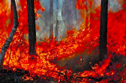 Intense flames are blazing in the wildfire in the Brantley County Highway 82 Fire just south of the Wayne County line near Waynesville. Photo by Wayne Morgan