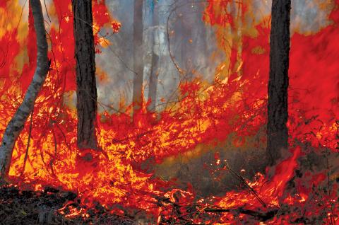 WAYNE MORGAN / Special Intense flames that were blazing in the wildfire in the Brantley County Highway 82 Fire just south of the Wayne County line near Waynesville.