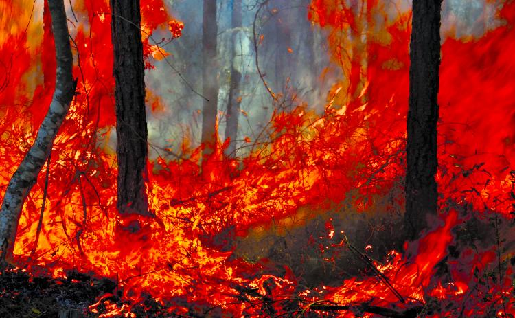 Intense flames are blazing in the wildfire in the Brantley County Highway 82 Fire just south of the Wayne County line near Waynesville. Photo by Wayne Morgan
