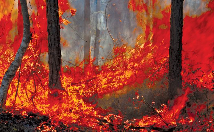 WAYNE MORGAN / Special Intense flames that were blazing in the wildfire in the Brantley County Highway 82 Fire just south of the Wayne County line near Waynesville.