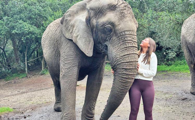 Morgan Humphrey interacts with an elephant during the safari portion of her trip to Africa this summer.